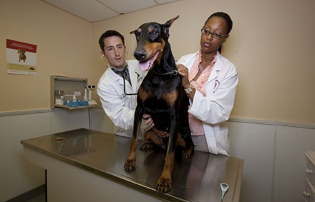 pes a veterinář